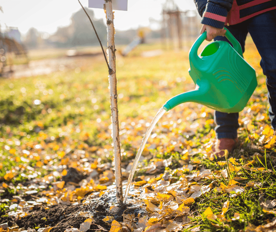 Is it too late to plant a tree in Chicago? Someone watering their just planted tree in the ground.