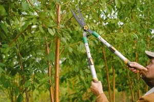 5 Acclaimed Reasons To Prune Your Trees And Shrubs This Winter