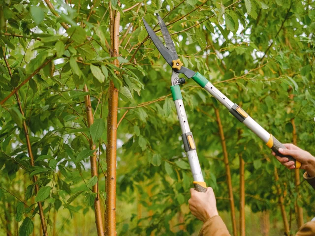 5 Acclaimed Reasons To Prune Your Trees And Shrubs This Winter