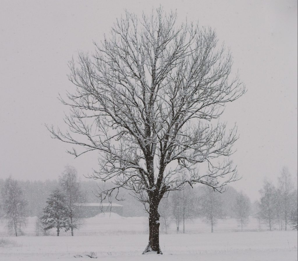 Tree standing in the winter