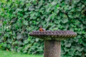 Robin in bird bath