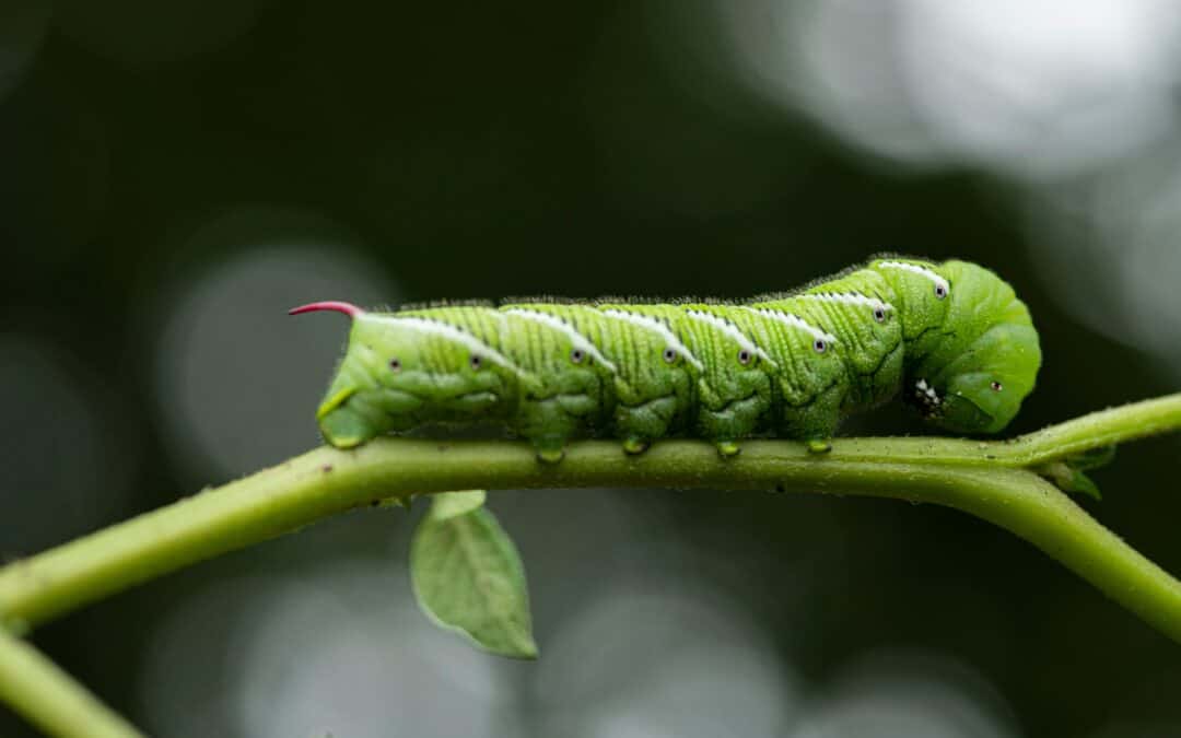 How to Prevent Pesky Pests from Pillaging Your Summer Garden