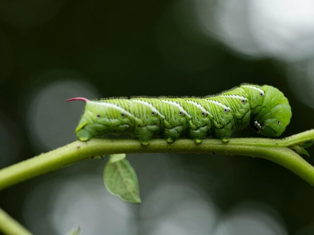 How to Prevent Pesky Pests from Pillaging Your Summer Garden